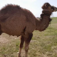 فروش استثنایی شتر نر بقور وارداتی کشتی گیراز ترکیه