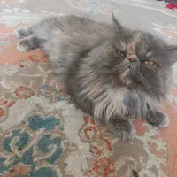 گربه پرشین