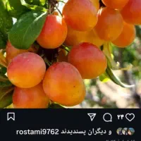 فروش یک ونیم هکتار زمین کشاورزی