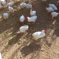 خروس سفید محلی|حیوانات مزرعه|جوین, |دیوار