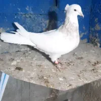 ۹ عدد جوجه طوقی هیچ پری تا ۱۰ بند انداخته|پرنده|یاسوج, |دیوار