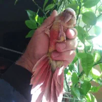 گرینچیک جوجه دونه خور|پرنده|شیراز, دروازه قران|دیوار