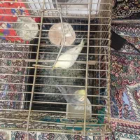 عروس هلندی زیبا ارزون|پرنده|خرمدشت, |دیوار