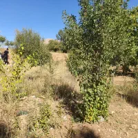 فروش باغ میوه در شهر افوس|فروش زمین و ملک کلنگی|بوئین و میاندشت, |دیوار