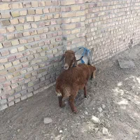 میش و بره