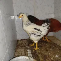 مرغ و خروس محلی