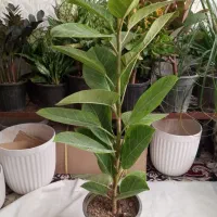 گل طبیعی|گل و گیاه طبیعی|مشهد, مهدی آباد|دیوار