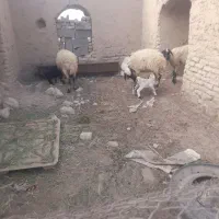 میشه بره دار