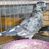 پرنده همه جوره|پرنده|آران و بیدگل, |دیوار