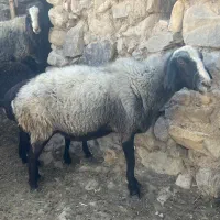 میش و بره های نژاد اصیل شال و افشار|حیوانات مزرعه|زرند, |دیوار