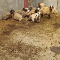 میش آبستن مایع کرده|حیوانات مزرعه|بروجرد, |دیوار