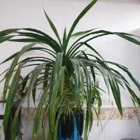 گیاه خیلی بزرگ پاندانوس