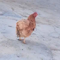 مرغ جهادی