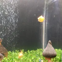 ماهی و آکواریم|ماهی|مرند, |دیوار