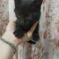 بچه گربه سیاه 3000000میلیون