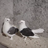 کبوتربوشهری