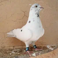 پرشی|پرنده|گلپایگان, |دیوار