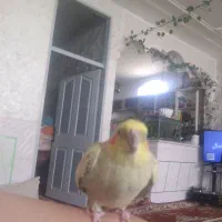 عروس هلندی زیباودستی|پرنده|فیروزآباد (فارس), |دیوار