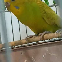 فروش مرغ عشق نر