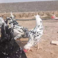 خروس گلین|حیوانات مزرعه|بندر گناوه, |دیوار