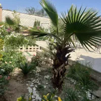 اجاره ویلا استخردار