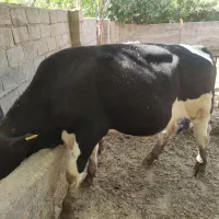 گوساله