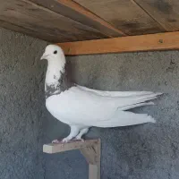 تابلو فرش ک ب و ت ر ی|تابلو فرش|فردوس (خراسان), |دیوار