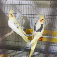 عروس هلندی دوکت