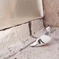 سبز دم سفید گرفتنی