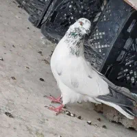 کفتر پرشی|پرنده|یزد, |دیوار