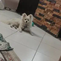 سگ پامر  شناسنامه دار