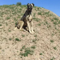 سگ ماده گله