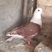 کله سفید نر|پرنده|سبزوار, زینبیه|دیوار