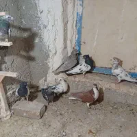 کبوترفروشی
