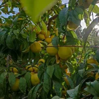 نیازمندمتخصص کشاورزی کاشت درخت بعنوان مستاجر