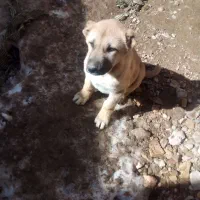 ماده سگ|سگ|فاروج, |دیوار