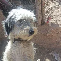 سگ شیتزو|سگ|قروه, |دیوار