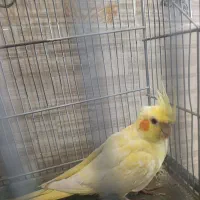 دو عدد عروس هلندی نر وماده دستی سالم تکی و جفت|پرنده|فردیس, نیروگاه برق|دیوار