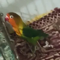 طوطی کوتوله|پرنده|زاهدان, |دیوار