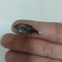 اسکار ۳۵ تومن و فلاور باکس ۲۵ تومن