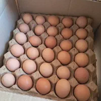 تخم مرغ بومی گلپایگان