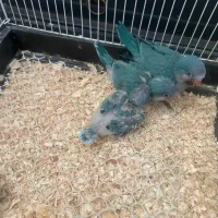 ۲ تا جوجه راهب آبی
