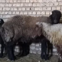 ۳راس میش دوماه قوچ خورده