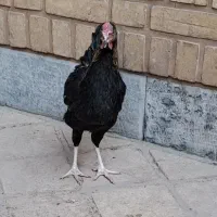 یه جفت مرغ و خروس مشکی گلین لری تازه بالغ زیر مرغی