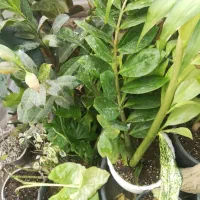 گیاهان آپارتمانی|گل و گیاه طبیعی|تهران, توحید|دیوار