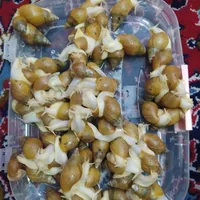 حلزون آچاتینا