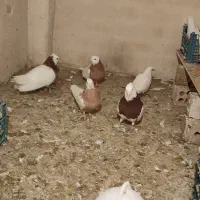 کفتر رنگه،آلمانی