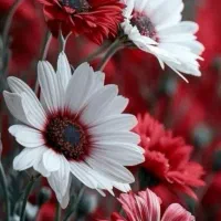 نیاز به همکاری شغلی شراکتی