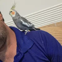 عروس هلندی نر دستی سه چهار ساله خوشگل