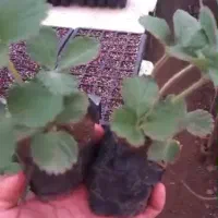 نشا صیفی جات|خدمات باغبانی و درختکاری|رامشیر, |دیوار